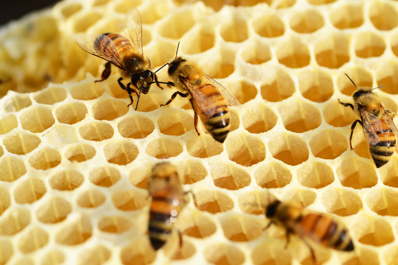 bees-352206_1280